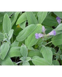 Salvia officinalis- Salvia comú