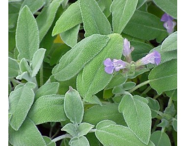 Salvia officinalis- Salvia comú