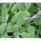 Salvia officinalis- Salvia comú