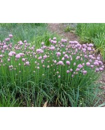 Allium schoenoprasum - Cibulet