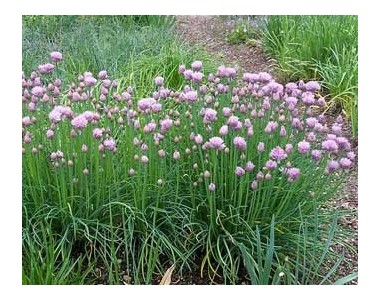 Allium schoenoprasum - Cebollino
