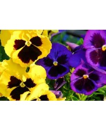 Pensament- Viola tricolor