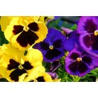 Pensament- Viola tricolor