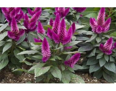 Celosia caracas