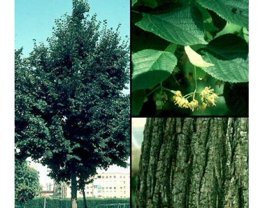 Tilia platyphillos