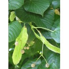 Tilia platyphillos