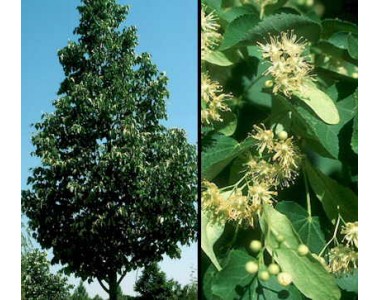 Tilia cordata