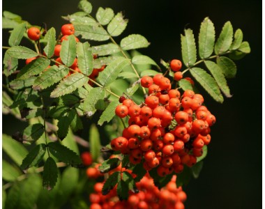 Sorbus aucuparia