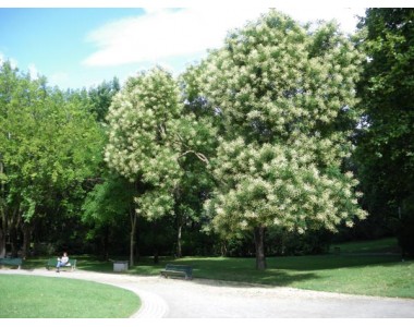 Sophora japonica