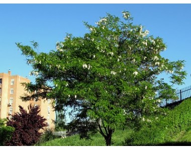 Robinia pseudoacacia