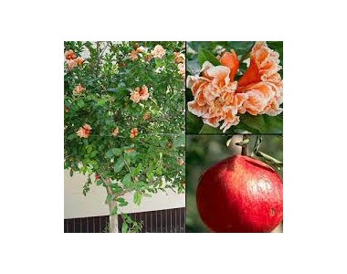 Punica granatum - Pomegranate -