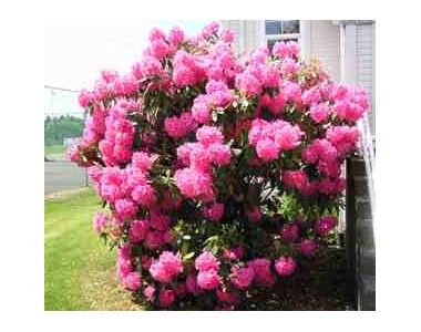 Rhododendron simsii