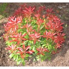 Pieris japonica