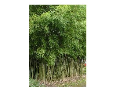 Phyllostachys aurea