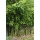 Phyllostachys aurea