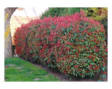 Photinia x fraseri "red robin"