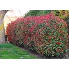 Photinia x fraseri "red robin"