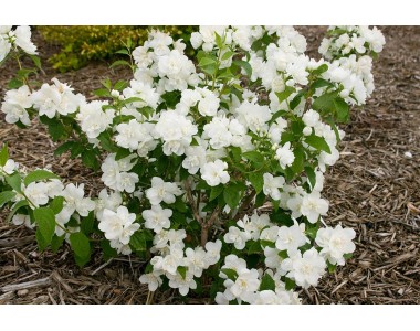 Philadelphus virginalis