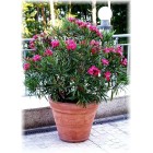 Nerium oleander nana