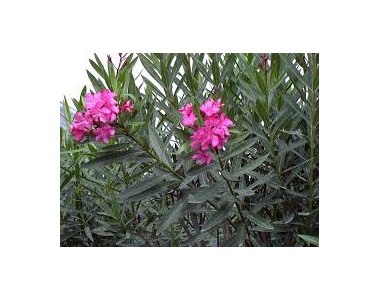 Nerium oleander