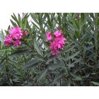 Nerium oleander