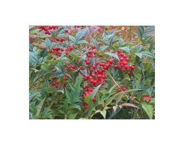 Nandina 