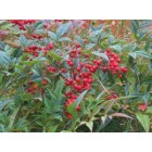 Nandina 