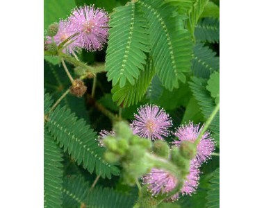 Mimosa pudica