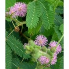 Mimosa pudica