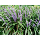 Liriope muscari