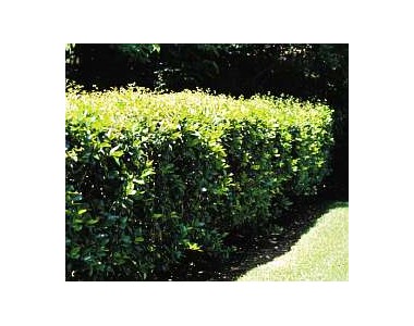 Ligustrum japonica