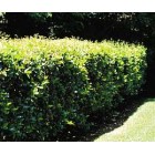 Ligustrum japonica