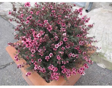 Leptospermum