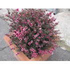 Leptospermum