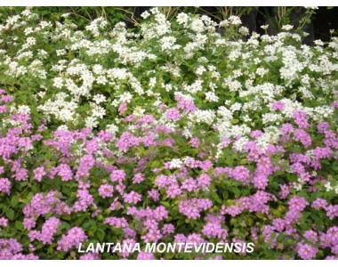 Lantana delicatissima