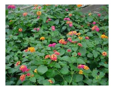 Lantana camara