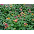 Lantana camara