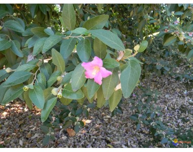 Lagunaria partersonii