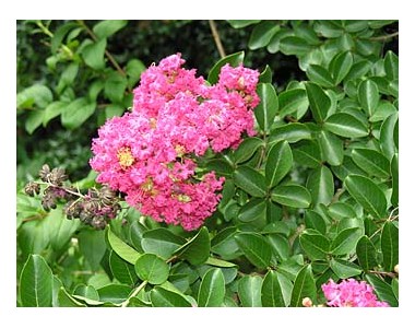 Lagerstroemia indica