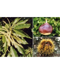 Castanea sativa - Chestnut tree -