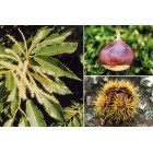 Castanea sativa - Chestnut tree -