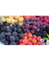 Rubus sp -  Fruits del bosc -