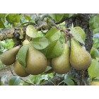 Pyrus communis - Pear tree - 
