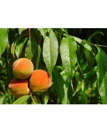 Prunus persica - Peach - 