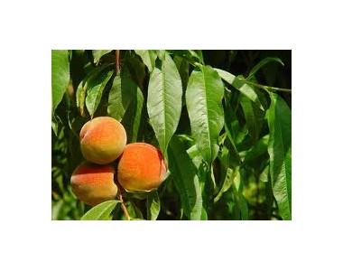 Prunus persica - Melocotonero - 