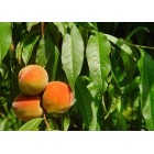 Prunus persica - Pêche -