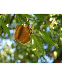 Prunus dulcis - Almendro - 