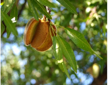 Prunus dulcis - Almond tree - 