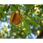 Prunus dulcis - Almendro - 