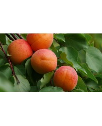 Prunus armeniaca - Albaricoquero -